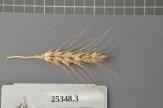 Click for 1 image(s) for this accession. Spike